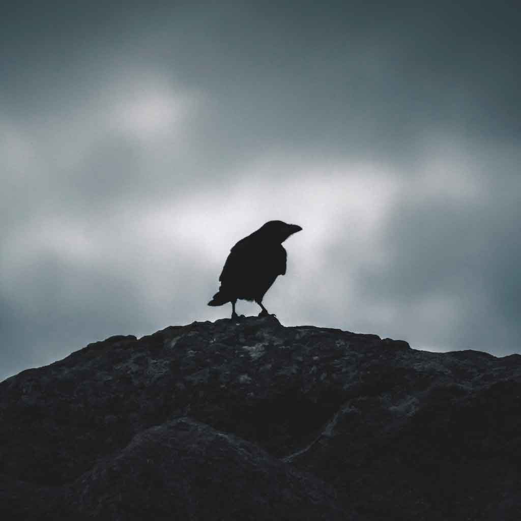 Photo of a black silhouette of a raven-like bird against gray skies.
