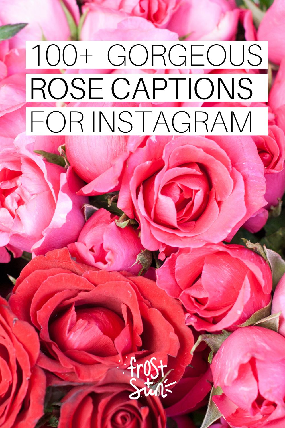 100 Gorgeous Rose Captions For Instagram In 2023