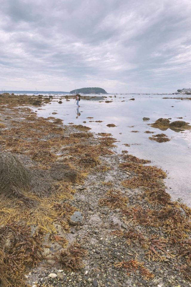 Hiking Bar Island Trail in Acadia National Park (Updated 2023)